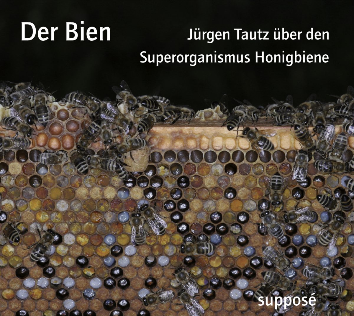 Der Bien Jürgen Tautz über den Honigbiene supposé